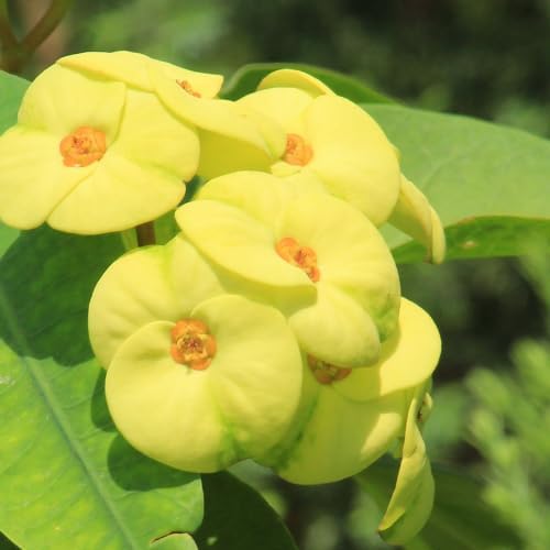 Yellow Crown of Thorns Plant Live in Pot, Euphorbia Milii Live Plants Very Hardy Houseplant Home Decoration, Year Round Blooming