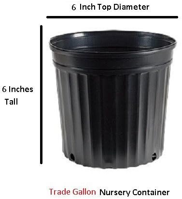 Emerald Green Arborvitae Tree ( Thuja ) - Live Plant - Trade Gallon Pot