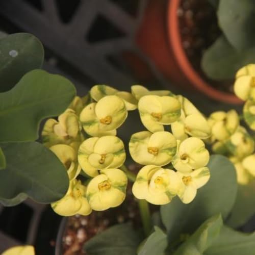 Yellow Crown of Thorns Plant Live in Pot, Euphorbia Milii Live Plants Very Hardy Houseplant Home Decoration, Year Round Blooming