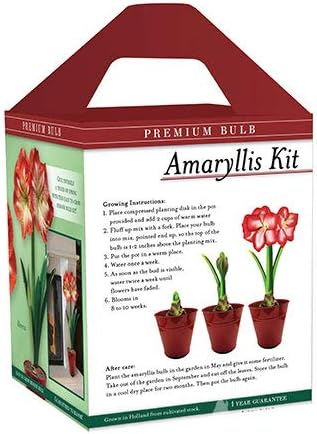 Premium Minerva Amaryllis Gift Box Kit – Indoor Flower Bulb – Includes Red Metal Pot, Growing Medium & Instructions – Easy to Grow Winter Bloom Kit – Guaranteed to Bloom