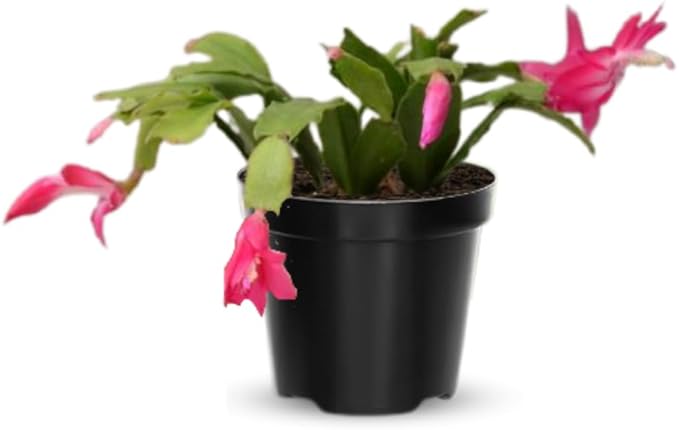 Thanksgiving Cactus Live Plant Ready to Bloom, Holiday Christmas Cactus Plants Live 5-8" Tall, No Pot, Winter Bloom, Indoor Planting, Ready to Blooms (Pink)