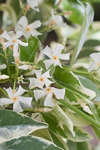 Confederate Jasmine Variegated - 20 Live Plants - Trachelospermum Jasminoides Variegatum - Fragrant Blooming Evergreen Vine