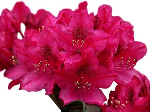 Nova Zembla Red Rhododendron - Live Plant - Trade Gallon Pot