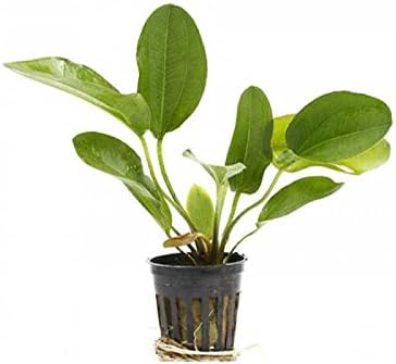 Potted Live Aquarium Plants Bundle - Easy and Snail Free Aquatic Plants (6 Pots)
