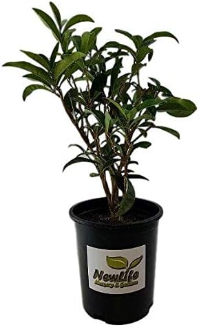 New Life Nursery & Garden-Fudingzhu Fragrant Tea Olive-Osmanthus, Trade Gallon Pot