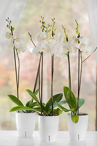 Santino 5.9 Inch ORCHIDEA Self Watering Pots for Orchids in Blue (Set of 3) - Decorative Wicking Planter with w/Great Aerification, Drainage and Water Level Indicator