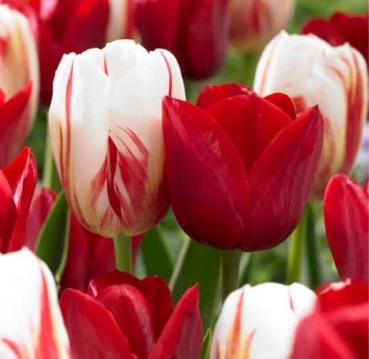 Holiday Mix Tulip Bulbs for Planting - Brighten Your Garden with Cheerful Holiday Spirit - (10 Bulbs)