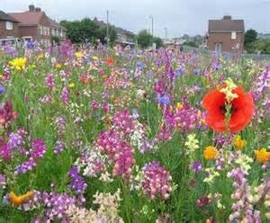 Wildflower Seed Mix, 16 Ounces of Seed (1 Pound), Great for Colorful Border Gardens, USA Product.