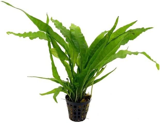 Potted Live Aquarium Plants Bundle - Easy and Snail Free Aquatic Plants (6 Pots)