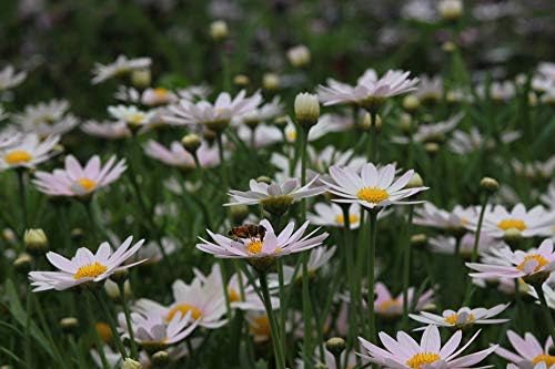 Greenwood Nursery: Live Perennial Plants - Shasta Daisy Becky + Leucanthemum Superbum - [Qty: 10x 3.5 Pots] - (Click for Other Available Plants/Quantities)