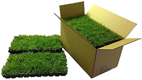 Zoysia Plugs - 100 Full Zoysia Grass Plugs | Mature Roots | Individually Grown