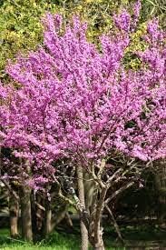 TriStar Plants - Eastern Redbud Tree, 1 Gallon Pot -