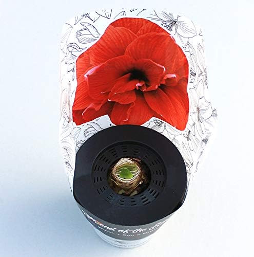 Bingo Potted Amaryllis – Gift Ready, Includes Bulb, Soil & Container