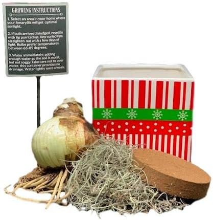 Easy to Grow Amaryllis 'Dancing Queen' Pre-Planted Bulb Indoor Gift Kit in a Holiday Decor Square - Double Pink & White Flowering Blooms in 4 to 8 Weeks