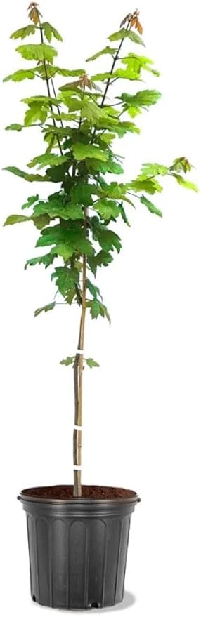 Autumn Blaze Maple Tree, Fast Growing Shade Tree with Fall Color, 1 Gallon Nursery Pot | Arbor Day Foundation (Due to Agricultural Laws, Unavailable to CA or AZ)
