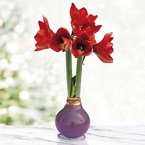 Purple Base Waxed Amaryllis Flower Bulb with Stand, No Water Needed, Real Live Spring Flowers