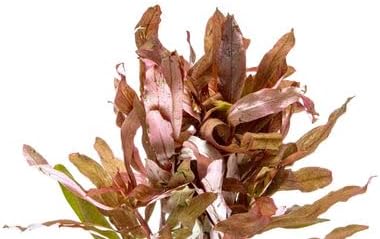 SubstrateSource Live Aquarium Stem Plants - Freshwater Aquatic Plant for Fish Tanks, Aquascaping - (Hydrocotyle Leucocephala Variegated, Pot)