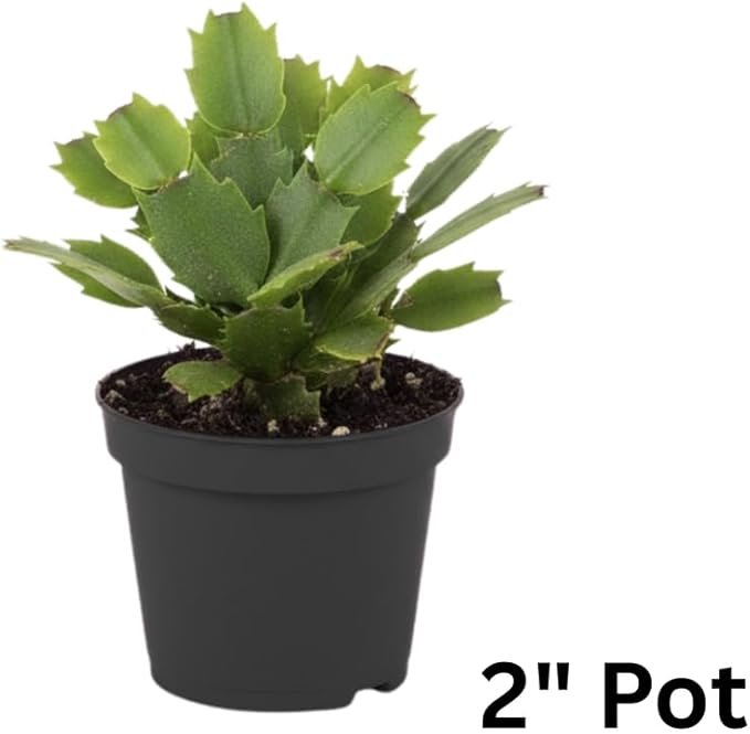 White Christmas Cactus Plants Live in 2 Inch Pot, Vibrant Christmas Cactus Blooms, Perennial Holiday Cactus Plant Flower Succulent Houseplant
