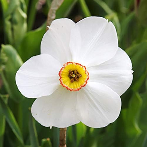 Pheasant's Eye (or Recurvus) Daffodil Flower Bulbs - 5 Bulbs per Pack - Pleasantly Scented - Deer Resistant - Good as Cut Flowers - Naturalizing - Perennializing