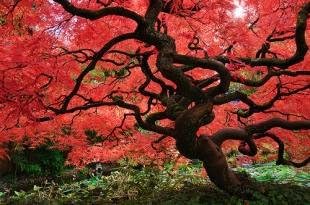 Red Dragon Weeping Lace Leaf Japanese Maple 2 - Year Live Plant