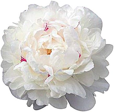 Marde Ross & Company Festiva Maxima - Double White Peonies Bulbs for Planting, Peony Plant Bare Root | Peony Bulbs for Spring Planting 2024 | Peony Seeds for Planting Outdoors