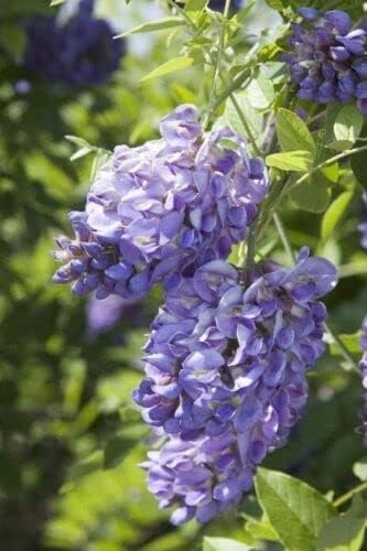 Amethyst Falls Wisteria Frutescens Vine | 3 Live Plants | Beautiful Drought Tolerant Fragrant Purple Flowering Vine