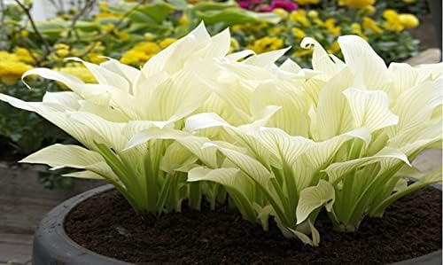 2pk White Feather Hosta Bare Roots - Perennial Cream & Green Foliage, Low-Maintenance Plant