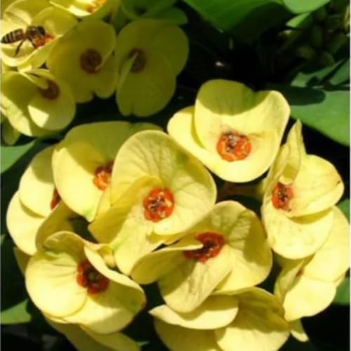 Yellow Crown of Thorns Plant Live in Pot, Euphorbia Milii Live Plants Very Hardy Houseplant Home Decoration, Year Round Blooming