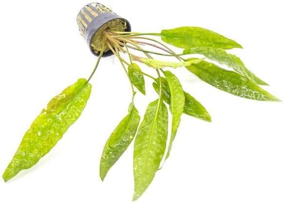 SubstrateSource Cryptocoryne Live Aquarium Plants - Freshwater Plant for Aquariums, Planted Fish Tanks - Beginner Friendly (Undulata, 1 Pot (3-5 Plants))