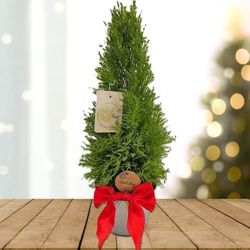 Lemony Christmas Tree. Lemon Cypress 'Goldcrest' (Cupressus Macrocarpa) - Vibrant Yellow-Green Foliage, Citrus Scent, Indoor/Outdoor (2 Cypress-Lemon Cups)