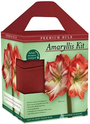Premium Minerva Amaryllis Gift Box Kit – Indoor Flower Bulb – Includes Red Metal Pot, Growing Medium & Instructions – Easy to Grow Winter Bloom Kit – Guaranteed to Bloom