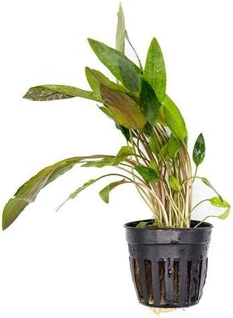 SubstrateSource Cryptocoryne Live Aquarium Plants - Freshwater Plant for Aquariums, Planted Fish Tanks - Beginner Friendly (Beckettii, 1 Pot (3-5 Plants))