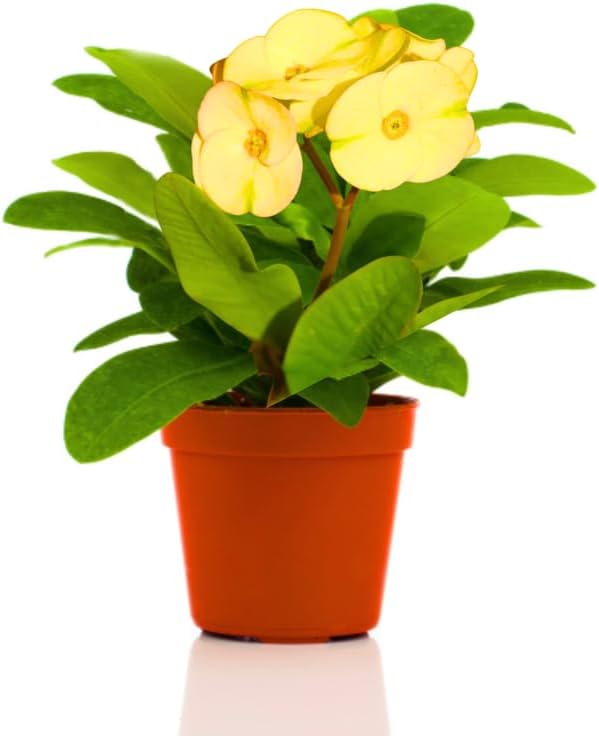 Yellow Crown of Thorns Plant Live in Pot, Euphorbia Milii Live Plants Very Hardy Houseplant Home Decoration, Year Round Blooming