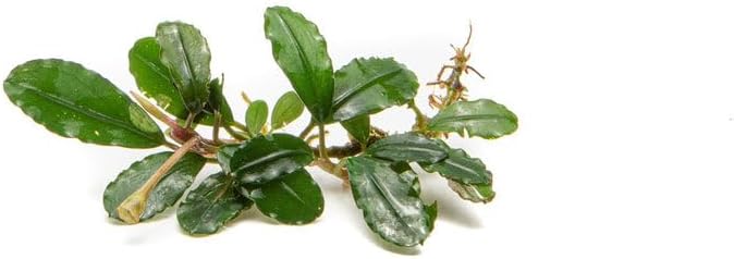 SubstrateSource Bucephalandra Brownie Firebird Live Aquarium Plant - Natural Freshwater Fish Tank Decorations, Aquatic Decor (Plant (10-15 Leaves))