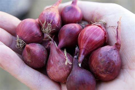 Simply Seed™ - Sweet Red Onion Bulbs - 1LB - Naturally Grown - Non GMO - Grow Anywhere - American Raised