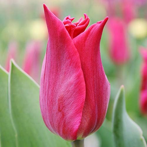 Pieter De Leur Lily Flowering Tulip Flower Bulbs - 10 Bulbs per Pack - Attracts Butterflies and Hummingbirds - Good as Cut Flowers - Good For Indoor Forcing - Easy to Grow Live Plants - Outdoor Garden