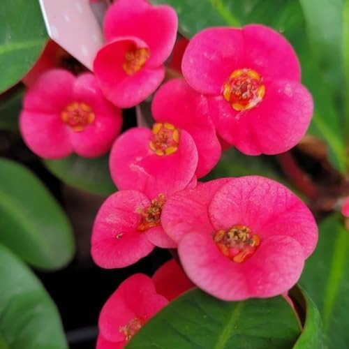 Pink Crown of Thorns Plant Live in Pot, Euphorbia Milii Live Plants Very Hardy Houseplant Home Decoration, Year Round Blooming