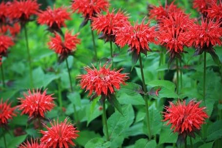 Greenwood Nursery: Live Perennial Plants - Bee Balm Fireball + Monarda Didyma - [Qty: 2X Pint Pots] - (Click for Other Available Plants/Quantities)
