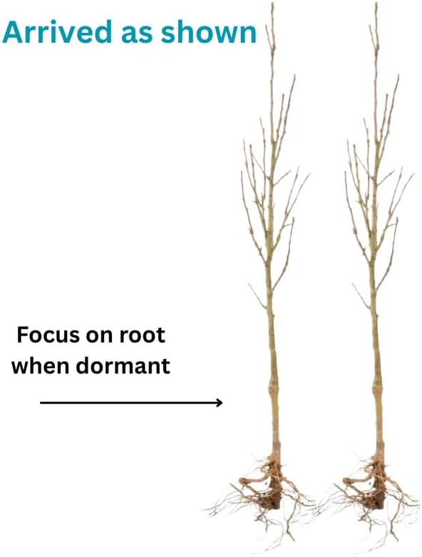 Wisteria Live Plant Seedling Tree in Pot, Dormant, Well-Rooted, 6-12" in Tall, Cold Hardy, Purple Blue Wistera