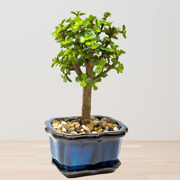 Bonsai Tree Live Plant - Jade Bonsai Succulent Tree - Easy to Grow Air Purifying Indoor House Plants Flowers for Home Office Wedding Decor & Giftable (Heat Pack Included)