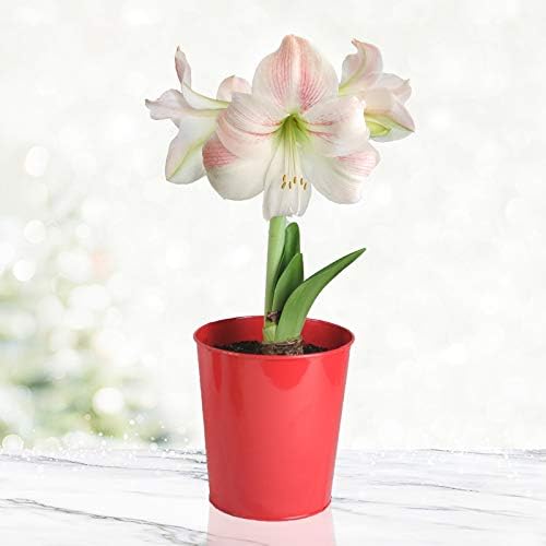 Premium Charming Amaryllis Gift Kit – Indoor Flower Bulb – Includes Red Metal Pot, Growing Medium & Instructions – Easy to Grow Winter Bloom Kit Box – Guaranteed to Bloom