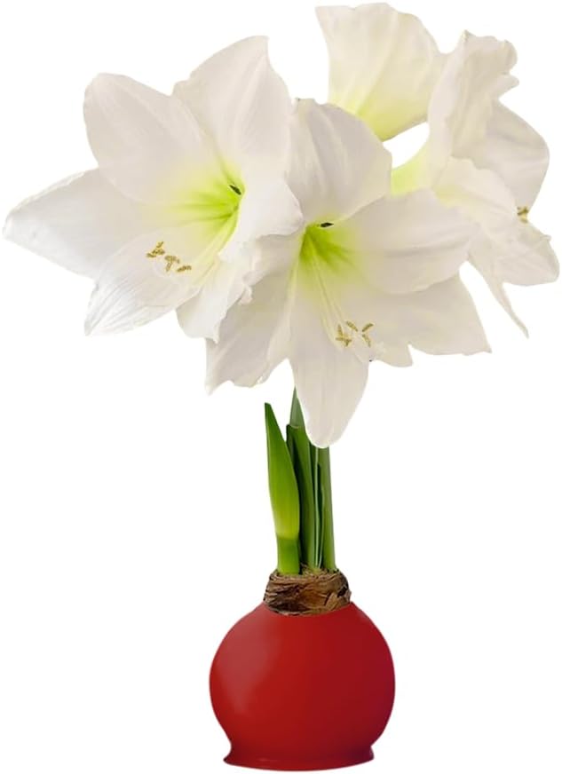 Waxed Amaryllis Bulb - Red Wax White Blooms, No Water Needed, Extra-Large Indoor Winter Flower, Thanksgiving & Christmas Holiday Gift