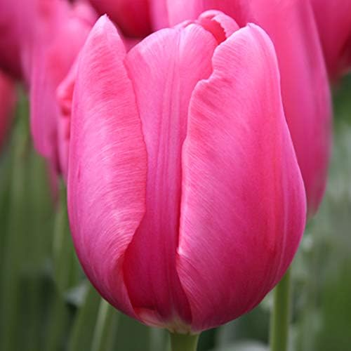Don Quichotte Triumph Tulip Flower Bulbs - 10 Bulbs per Pack - Good as Cut Flowers - Good for Indoor Forcing - Easy to Grow Live Plants - Outdoor Garden
