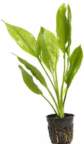 Potted Live Aquarium Plants Bundle - Easy and Snail Free Aquatic Plants (6 Pots)