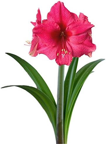 Easy to Grow Amaryllis Pink Surprise 1 Plant Bulb - Large Rich Pink Flowers Indoor Holiday & Outdoor Zones 9-11