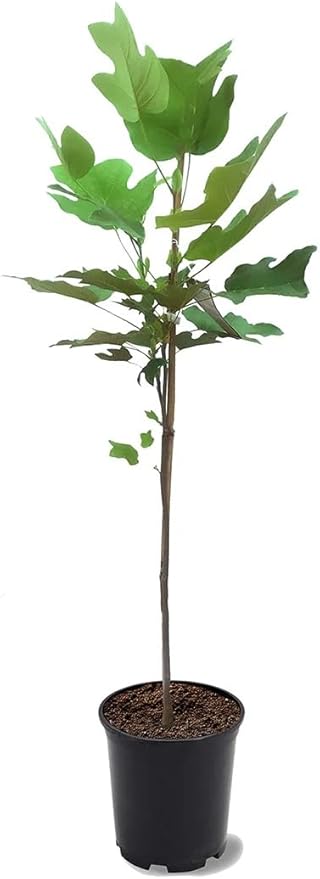 Tuliptree (Liriodendron tulipifera) – 1 Gallon Potted – Fast-Growing Flowering Shade Tree | Arbor Day Foundation (Due to Agricultural Laws, Unavailable to CA or AZ)