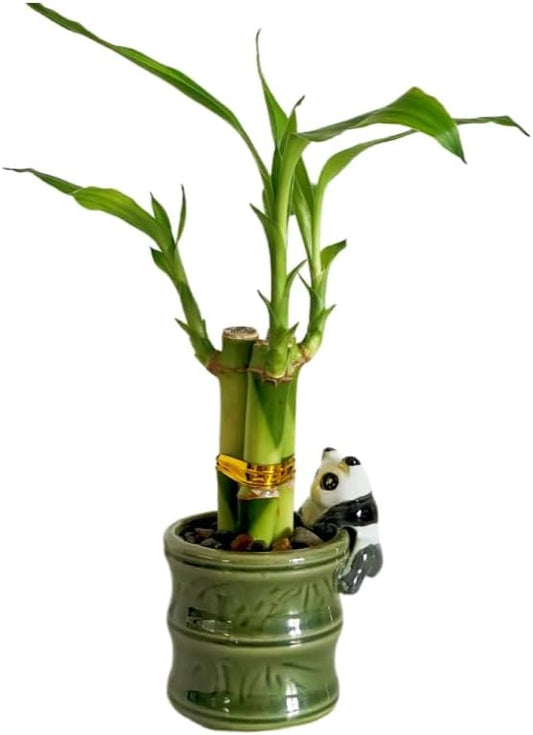 Coop & Harp Small Lucky Bamboo Live Indoor Plant with Ceramic Vase, Live Indoor Lucky Bamboo for Home, Office and Gift (Panda)