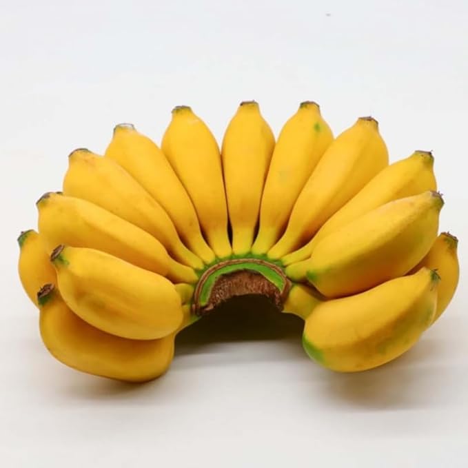 Basjoo Banana Plant Live for Planting, Banana Trees Live Plants for Outdoor Indoor Planting, Cold Hardy, 4-7" in Tall, No Pot, Musa Plant
