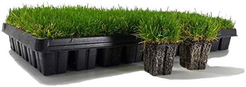 Zoysia Plugs - 50 Full & Lush Grass Plugs | Mature Roots | Individually Grown