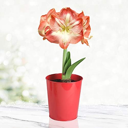Premium Minerva Amaryllis Gift Box Kit – Indoor Flower Bulb – Includes Red Metal Pot, Growing Medium & Instructions – Easy to Grow Winter Bloom Kit – Guaranteed to Bloom